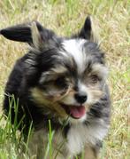 Nestje Mini boomer puppie,s in allerhande kleurtjes, Dieren en Toebehoren, Nederland, Overige rassen, CDV (hondenziekte), 8 tot 15 weken