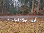 Schitterende jonge Twentse Landganzen bonte ganzen 27nov '25, Dieren en Toebehoren, Meerdere dieren, Gans of Zwaan