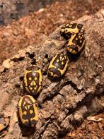 Pachnoda Fissipunctum larven(bruine variant), Dieren en Toebehoren, Insecten en Spinnen