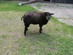Te koop: Blauwe Texelaar ram, Dieren en Toebehoren, Mannelijk, Schaap, 0 tot 2 jaar