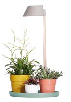 Plant light care, Ophalen, Zomer, Volle zon