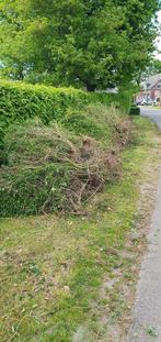 liguster planten, Tuin en Terras, Ophalen, Liguster, Minder dan 100 cm