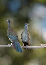 Verschillende soorten fazanten | Deskundig advies, Dieren en Toebehoren, Pluimvee, Meerdere dieren, Overige soorten