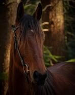 Lieve 6 jarige merrie, Dieren en Toebehoren, Paarden, Merrie, Recreatiepaard