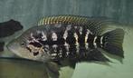 Midden Amerikaanse Cichliden: Parachromis cf. multifasciatus, Dieren en Toebehoren, Vissen | Aquariumvissen, Zoetwatervis, Vis