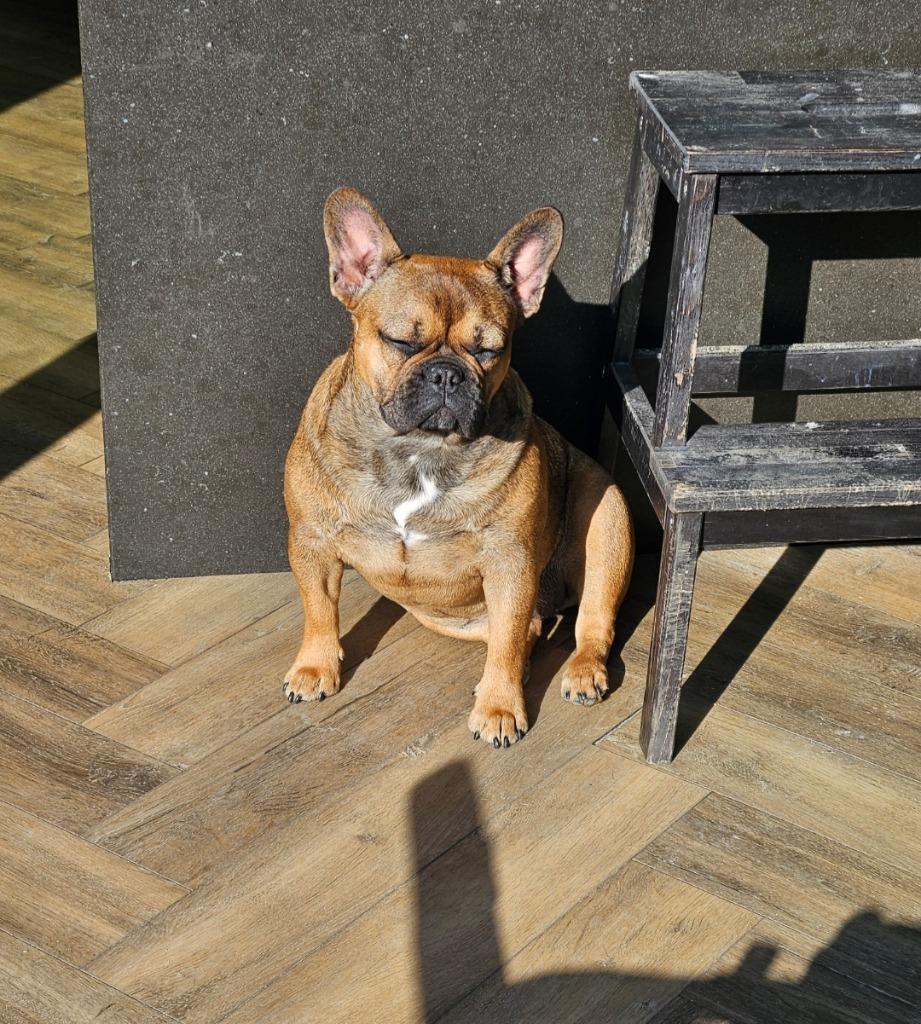 Lieve franse bulldog zoekt een rustig, liefdevol huis, Dieren en Toebehoren, Honden | Bulldogs, Pinschers en Molossers, 15 weken tot 1 jaar