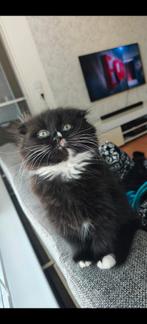 Raskitten langhaar, Dieren en Toebehoren, Katten en Kittens | Raskatten | Langhaar, Meerdere dieren, Ontwormd