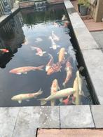 Complete vijver, Tuin en Terras, Vijvers, Ophalen