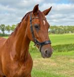 Lieve vosmerrie van Zavall VDL, Dieren en Toebehoren, Paarden, Springpaard, Gechipt, L, 160 tot 165 cm