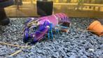 Cherax kreeft sp purple snakeskin tricolore  vrouw +-17cm, Dieren en Toebehoren, Vissen | Aquariumvissen, Vis