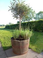 Kleine Plantenbak Eikenhouten Whiskeyvat 32 liter op=op, Ophalen, Minder dan 60 cm, Rond, Nieuw