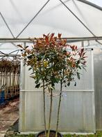 Photinia Red Robin | Meerstammig | Bolvorm, Tuin en Terras, Ophalen of Verzenden, Struik