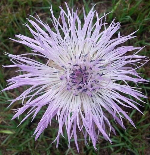 Amerikaanse Korenbloem violet, Tuin en Terras, Bloembollen en Zaden, Zaad, Voorjaar, Volle zon, Ophalen of Verzenden