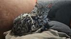 F6 savannah poes, Dieren en Toebehoren, Katten en Kittens | Overige Katten, Kater, Kortharig, 6 jaar of ouder