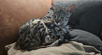 F6 savannah poes beschikbaar voor biedingen