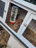 Vrouwelijke konijn nog geen jaar oud, Dieren en Toebehoren, Konijnen, Vrouwelijk, Middelgroot, 0 tot 2 jaar