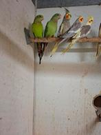 Barraband parkieten, Dieren en Toebehoren, Meerdere dieren, Parkiet, Geringd