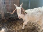 Koppel girentana geiten, Dieren en Toebehoren, Schapen, Geiten en Varkens, Meerdere dieren, Geit, 0 tot 2 jaar