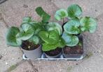 Mansoor / vaste plant, Tuin en Terras, Planten | Tuinplanten, Ophalen of Verzenden, Zomer, Overige soorten, Halfschaduw