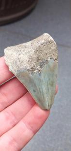 Megalodon haaientand fossiel 6 cm uit Indonesie haai, Verzamelen, Ophalen of Verzenden, Fossiel
