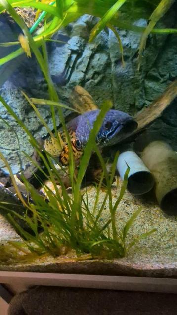Koppel channa aurantimaculata beschikbaar voor biedingen