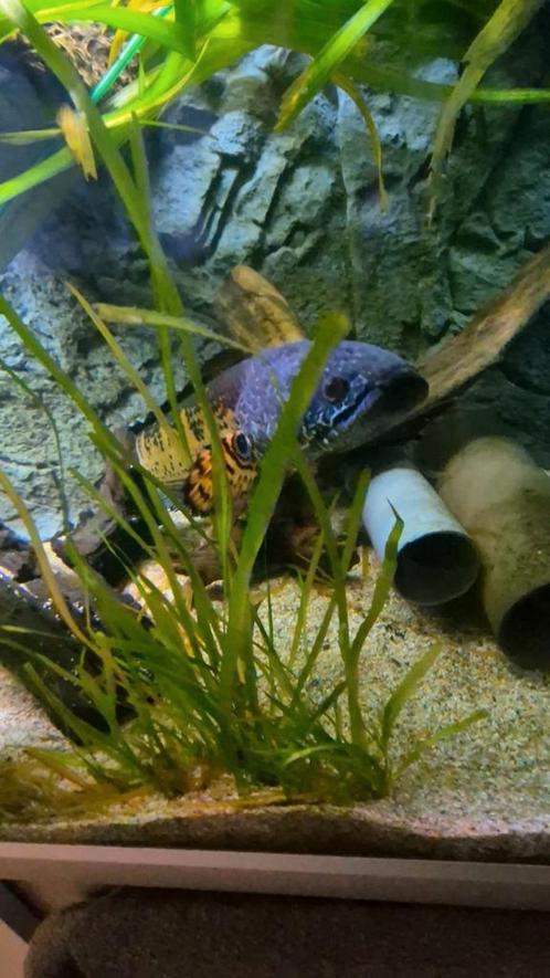 Koppel channa aurantimaculata, Dieren en Toebehoren, Vissen | Aquariumvissen, Vis