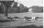 Arnhem Grote Weide , Sonsbeek, Ophalen of Verzenden, 1940 tot 1960, Gelderland