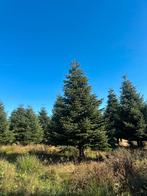 Nordmann grote kerstbomen voor pleinen en bedrijven, Tuin en Terras, Ophalen of Verzenden, Zomer, Volle zon, Overige soorten