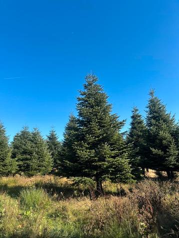 Nordmann grote kerstbomen voor pleinen en bedrijven beschikbaar voor biedingen