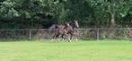 Prachtige Welsh NWR pony's, Dieren en Toebehoren, Meerdere dieren, D pony (1.37m tot 1.48m), Gechipt