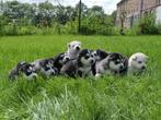 Pomsky pups, Dieren en Toebehoren, Nederland, CDV (hondenziekte), 8 tot 15 weken, Poolhond