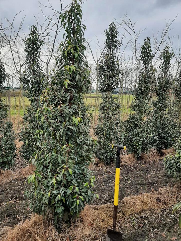 Portugese laurier, laurierstruiken, Tuin en Terras, Planten | Bomen, Overige soorten, 100 tot 250 cm, Halfschaduw, Bloeit niet