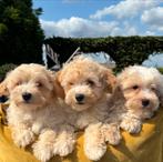 Maltipoo pups, Dieren en Toebehoren, Honden | Chihuahua's en Gezelschapshonden, Nederland, Overige rassen, 8 tot 15 weken, Meerdere