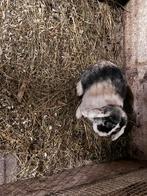 Lief hangoor konijn, Mannelijk, Klein, Hangoor, 0 tot 2 jaar