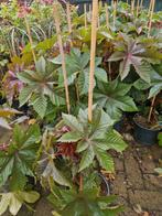 Wonderboom ricinus, Tuin en Terras, Planten | Tuinplanten, Ophalen, Zomer, Volle zon