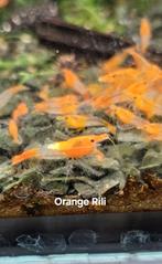Orange Rili Neocaridina Garnalen, Dieren en Toebehoren, Kreeft, Krab of Garnaal, Zoetwatervis, Schoolvis
