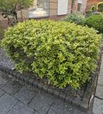 GRATIS!!!! DIVERSE PLANTEN/BOOMPJES/STRUIKJES!, Tuin en Terras, Ophalen