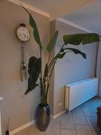 Strelizia Nicolai met pot., Huis en Inrichting, Ophalen, Halfschaduw, Minder dan 100 cm