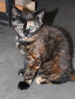 Speelse kitten / kittens te koop, Meerdere dieren