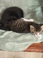 Nog 1 zwart mannetjes kitten beschikbaar, Dieren en Toebehoren, Katten en Kittens | Overige Katten, Meerdere dieren, Kortharig