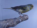 Kanarie man, Dieren en Toebehoren, Vogels | Kanaries, Mannelijk