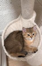 Britse korthaar golden, Poes, Gechipt, 0 tot 2 jaar