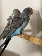 Blackwing split blackface 2 koppels, Dieren en Toebehoren, Meerdere dieren, Parkiet