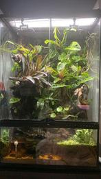 Exoterra terrarium/palludarium 60x45x90cm met toebehoren, Dieren en Toebehoren, Reptielen en Amfibieën | Toebehoren, Ophalen of Verzenden