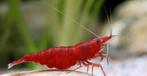 Gratis garnalen gezocht, Dieren en Toebehoren, Vissen | Aquariumvissen, Kreeft, Krab of Garnaal