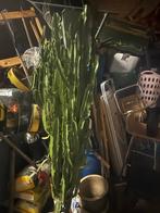 Grote Euphorbia cactus, Tuin en Terras, Planten | Tuinplanten, Volle zon, Vaste plant, Bloeit niet, Ophalen