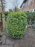 Mooie Viburnum Rugosum (sneeuwbal) struik, Overige soorten, Lente, 100 tot 250 cm, Ophalen