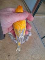 Gele eumo opaal kruisingen, Meerdere dieren, Wildzangvogel