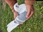 duiven te koop, Dieren en Toebehoren, Vogels | Duiven