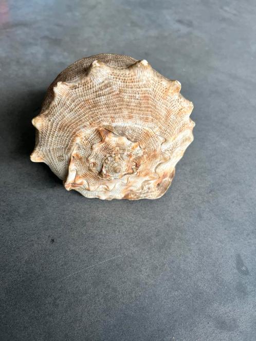 Grote Decoratieve Schelp - Curiosa & Brocante, Antiek en Kunst, Curiosa en Brocante, Ophalen of Verzenden